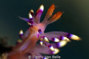 Flabelina exoptata by Danny Van Belle 